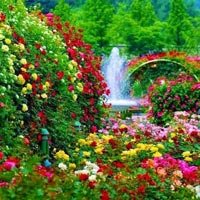 Fresh Flowers and Plants