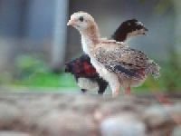 PET and Farming Animals