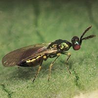 Pest Control & Termite Control Services