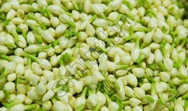 Fresh Jasmine Flower, For Decorative