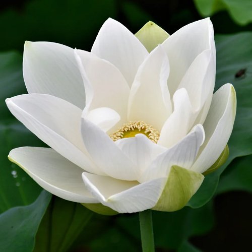 Fresh Lotus Flowers