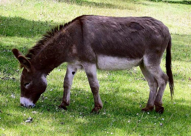Live Donkey, Feature : Quality Tested, Age Group : One Day Old Month Old