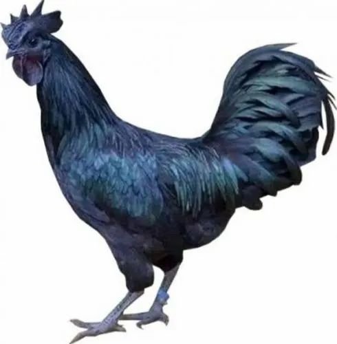 Black Live Kadaknath Chicken, Feature : Healthy, High In Protien