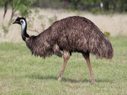Emu Birds ,Emu Meat ,Emu Eggs