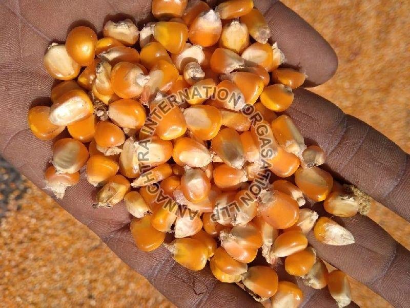 Loose Common Yellow Maize Cattle Feed, Style : Dried, Certification : FSSAI Certified