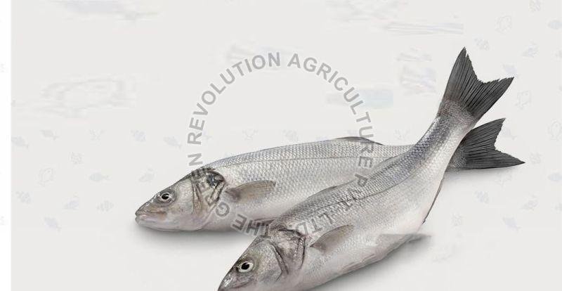 Fresh Grass Carp Fish, For Household, Restaurants, Packaging Type : Thermocol Box