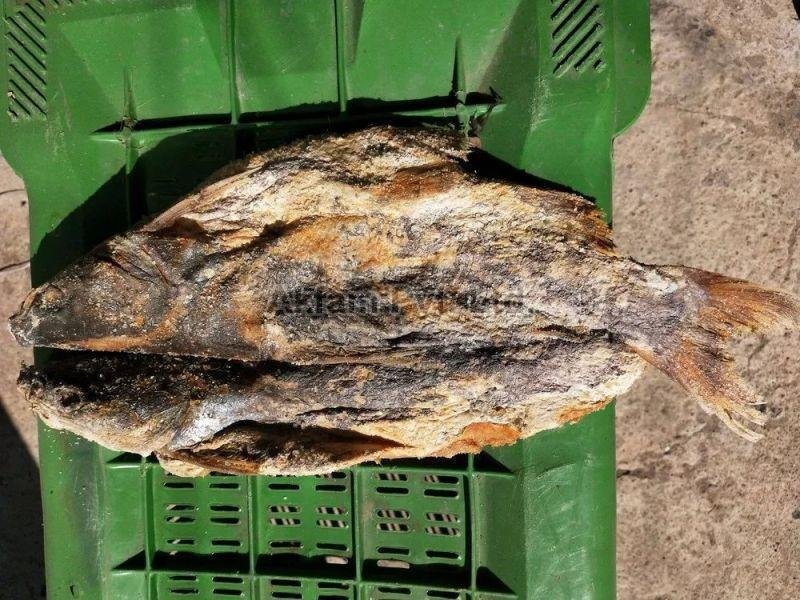 Dry Cat Fish, For Cooking, Food, Color : Brown