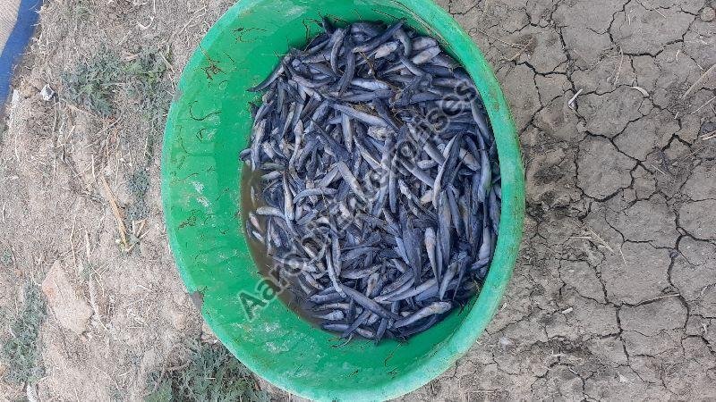 Seed Whole Cat Fish, Style : Alive, Feature : High In Protein, Longer Shelf Life