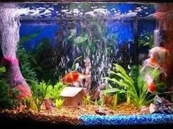220V Battery Glass Decorative Fish Aquarium, For Home, Office, Restaurant, Tank Capacity : 20-25ltr