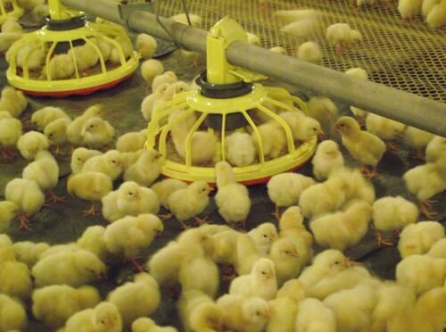 Automatic Pan Feeding System, Color : White Or Red