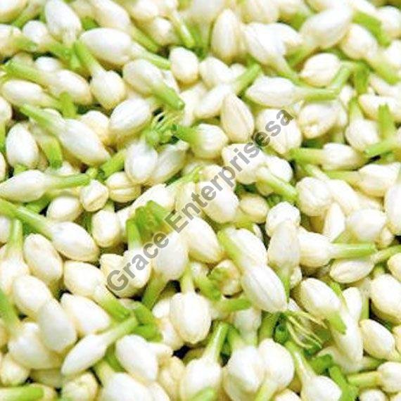 Fresh Jasmine Flowers, For Garlands, Wreaths, Style : Natural