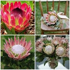 Exotic Dried Flowers