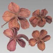Exotic Dried Flowers