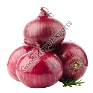 Organic Fresh Red Onion, Packaging Type : Plastic Packet