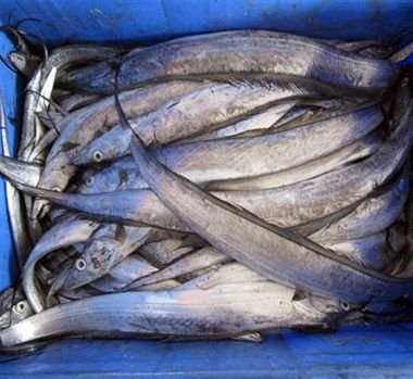 Frozen Ribbon Fish, For Cooking, Food, Human Consumption, Making Medicine, Making Oil, Feature : Non Harmful