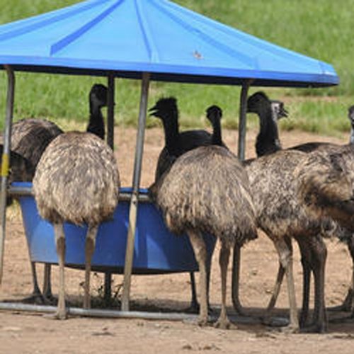EMU Birds