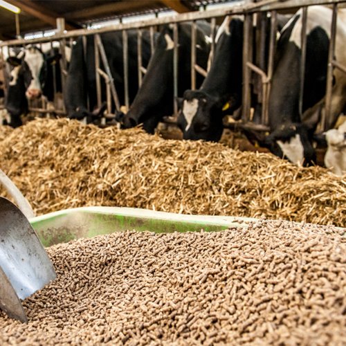 Cattle Feed