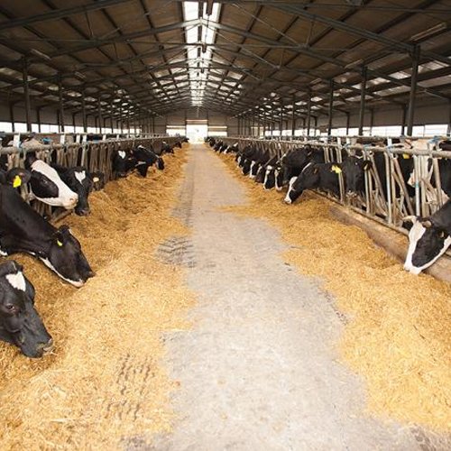 Dairy Cattle Feed