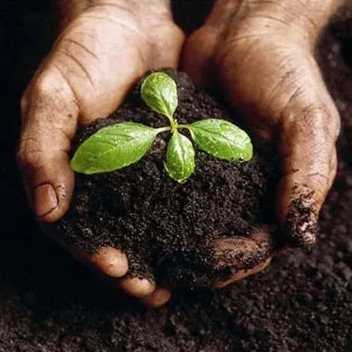 Bio Organic Fertilizer