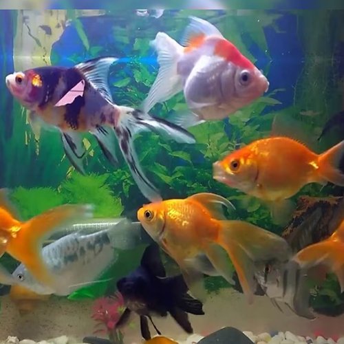Fish Aquarium