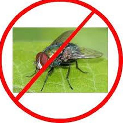 House Flies Control Services