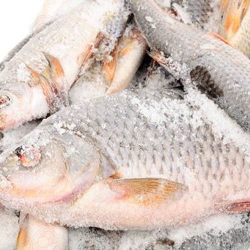 Frozen Fish
